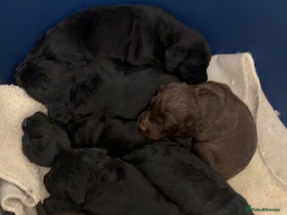 Cocker Spaniel dogs Cocker spaniel puppies - Advert 1