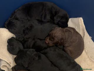 Cocker Spaniel dogs Cocker spaniel puppies - Advert 11