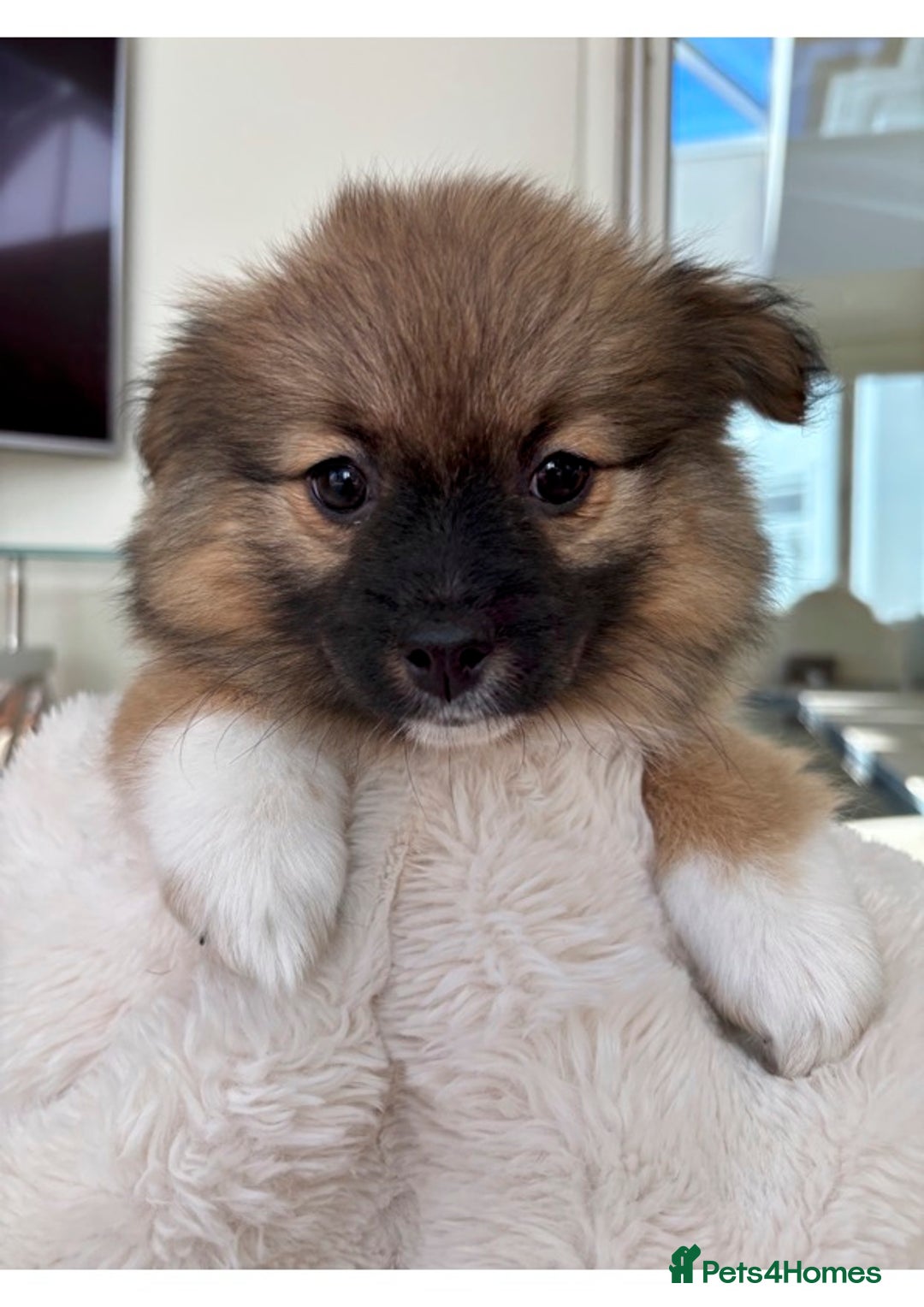 Pomsky dogs for sale: Pomsky Puppies AVAILABLE NOW - Advert 3