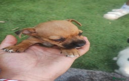 Jack Russell dogs for sale: Tradisional Jack russles  - Image 10