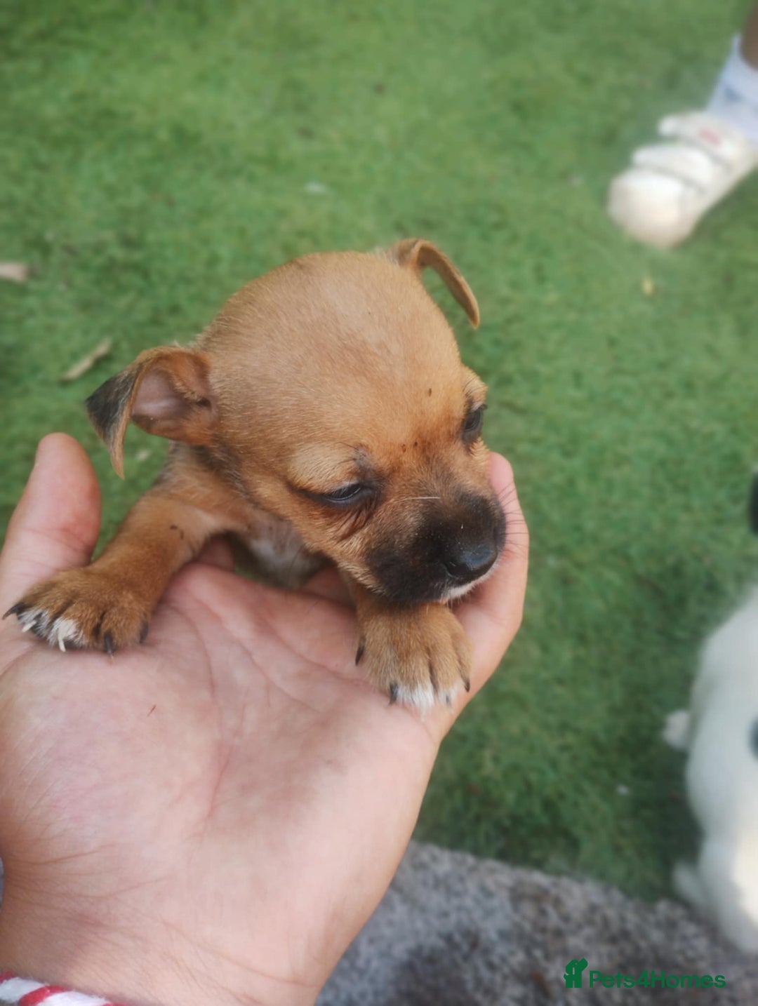 Jack Russell dogs for sale: Tradisional Jack russles  - Image 10