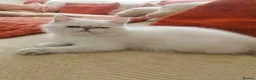Exotic cats for sale: Pedigree exotic female kitten  - Advert 5