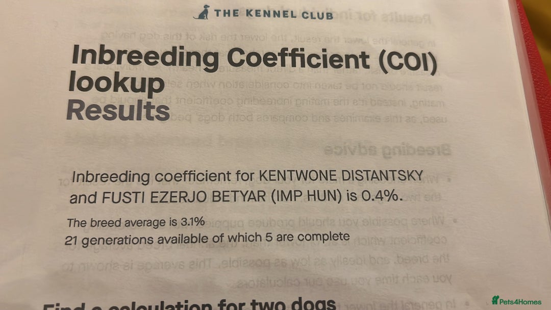 Hungarian Vizsla dogs for sale: Hungarian Vizsla Puppies - Advert 8