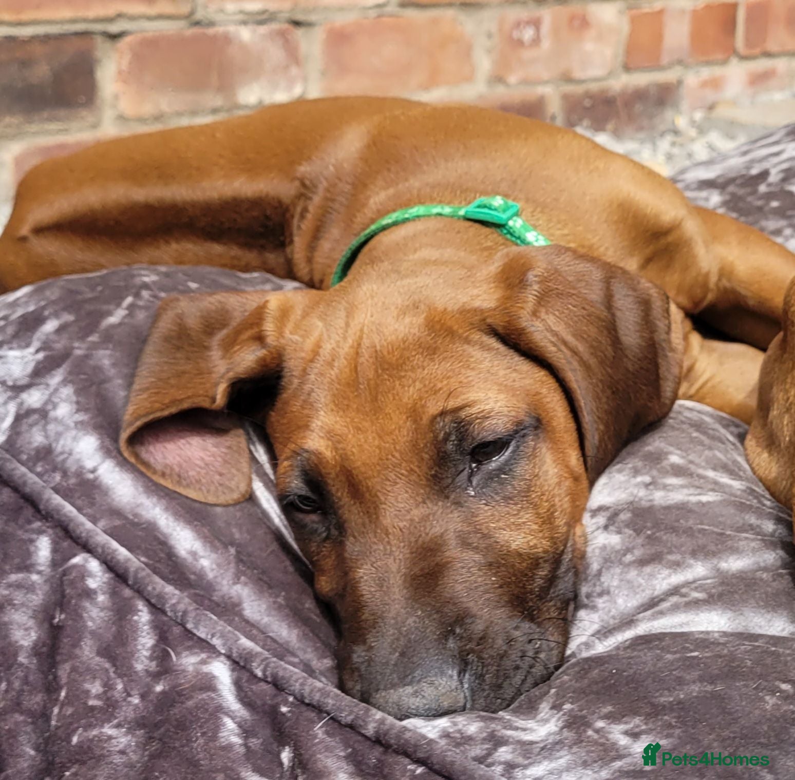 Rhodesian Ridgeback dogs !!RHODESIAN RIDGEBACK KC BOYS!! - Advert 1