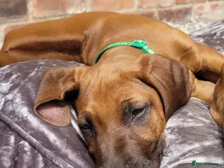 Rhodesian Ridgeback dogs !!RHODESIAN RIDGEBACK KC BOYS!! - Advert 1
