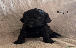 Maltipoo dogs for sale: F1B maltipoo - Image 9