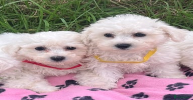 Bichon Frise dogs - Advert 9