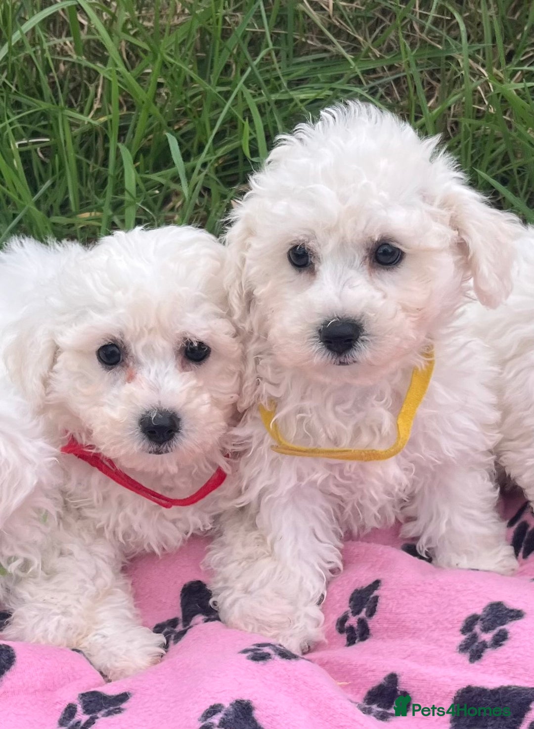 Bichon Frise dogs for sale: Pure bichon frise puppies  - Image 4