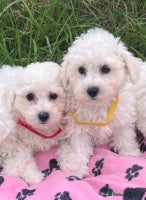 Bichon Frise dogs - Advert 1