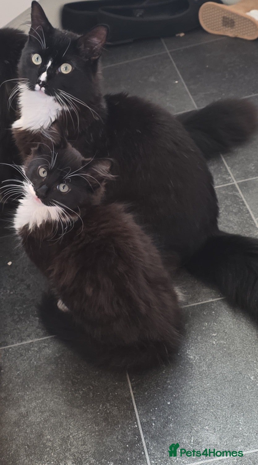 Mixed Breed cats Bob and Bemjamin - Advert 6