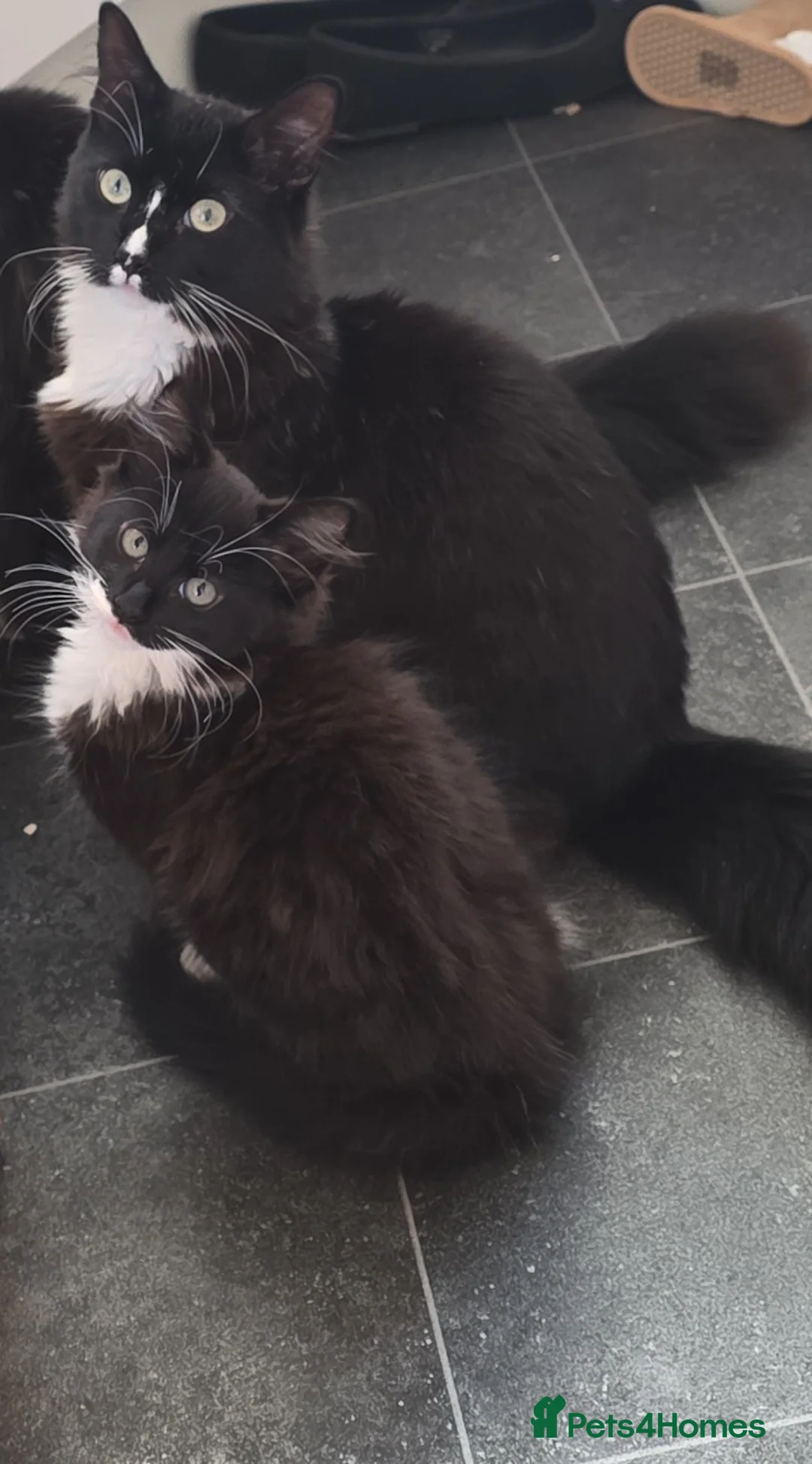 Mixed Breed cats for sale: Bob and Bemjamin - Advert 2