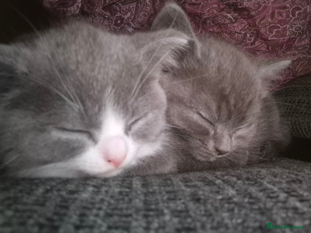 British Shorthair cats for sale: Adorable British Shorthair x Persian Kittens  - Image 31