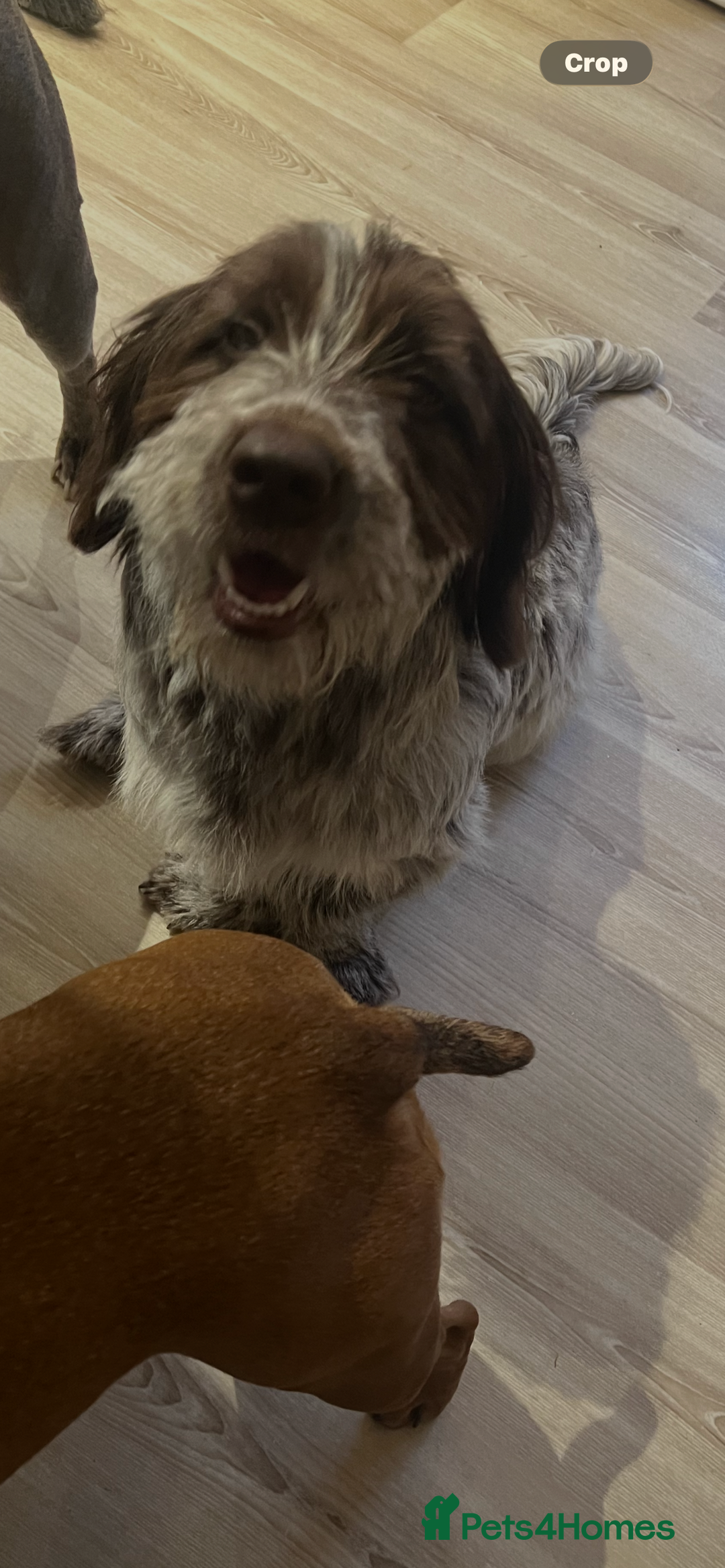 Cockapoo dogs for sale: Beautiful nala speingerpoo  - Advert 2