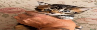 Norwegian Forest Cat 1