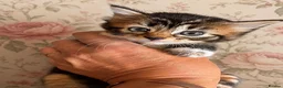 Norwegian Forest Cat cats for sale: Gorgeous Norwegian Forest Cross Female Kittens  - Advert 2