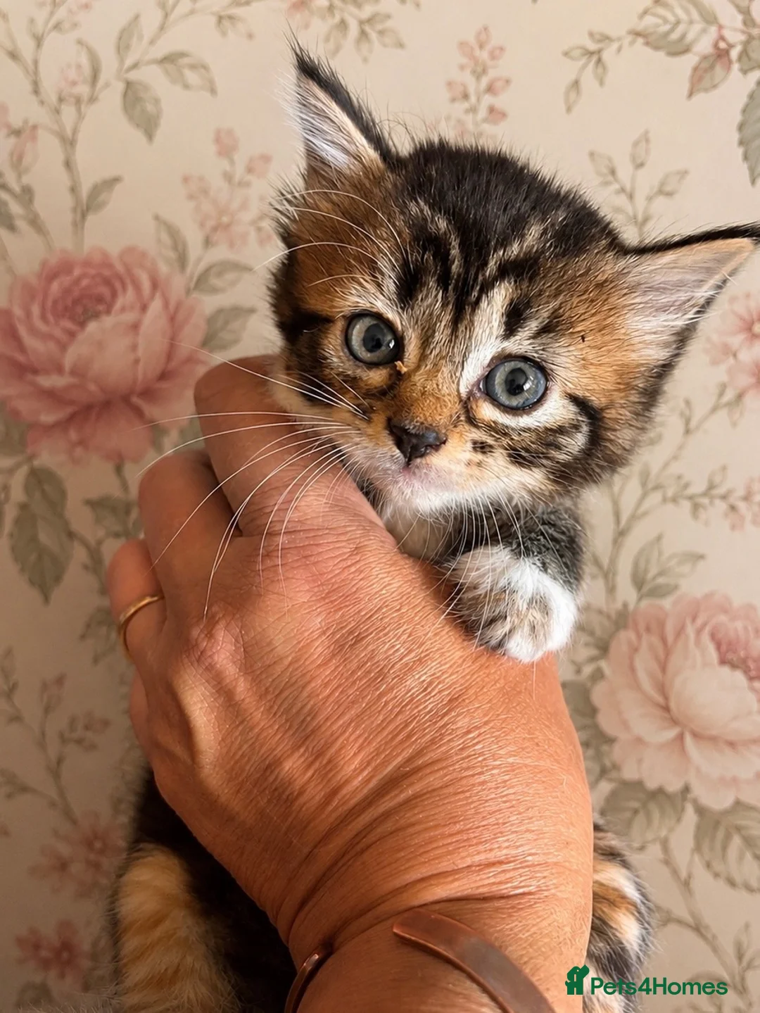 Norwegian Forest Cat cats for sale: Gorgeous Norwegian Forest Cross Female Kittens  - Advert 2