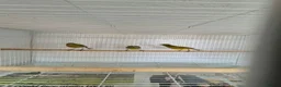 Canaries birds for sale: 4 raza male canary’s for sale  in Chatteris - Advert 2