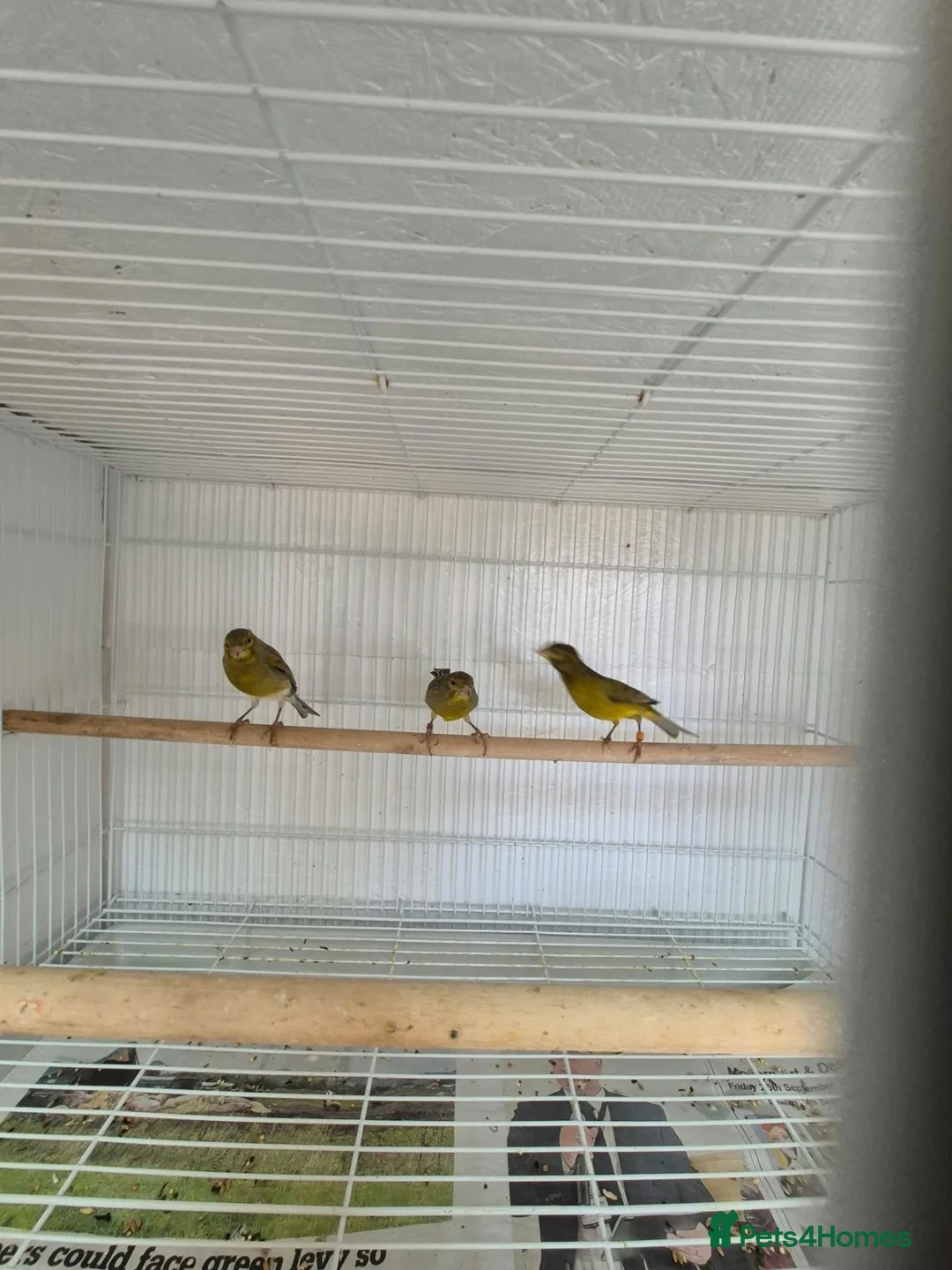 Canaries birds for sale: 4 raza male canary’s for sale  in Chatteris - Advert 2
