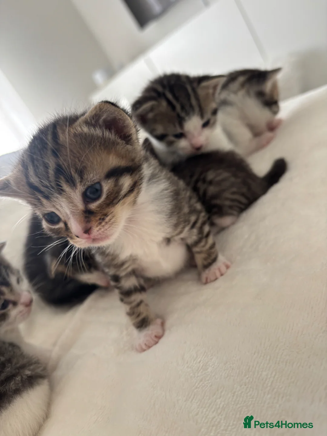 Mixed Breed cats for sale: Kittens for sale  in Corby - Advert 2