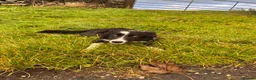 Border Collie dogs for sale: Border collie  - Advert 8