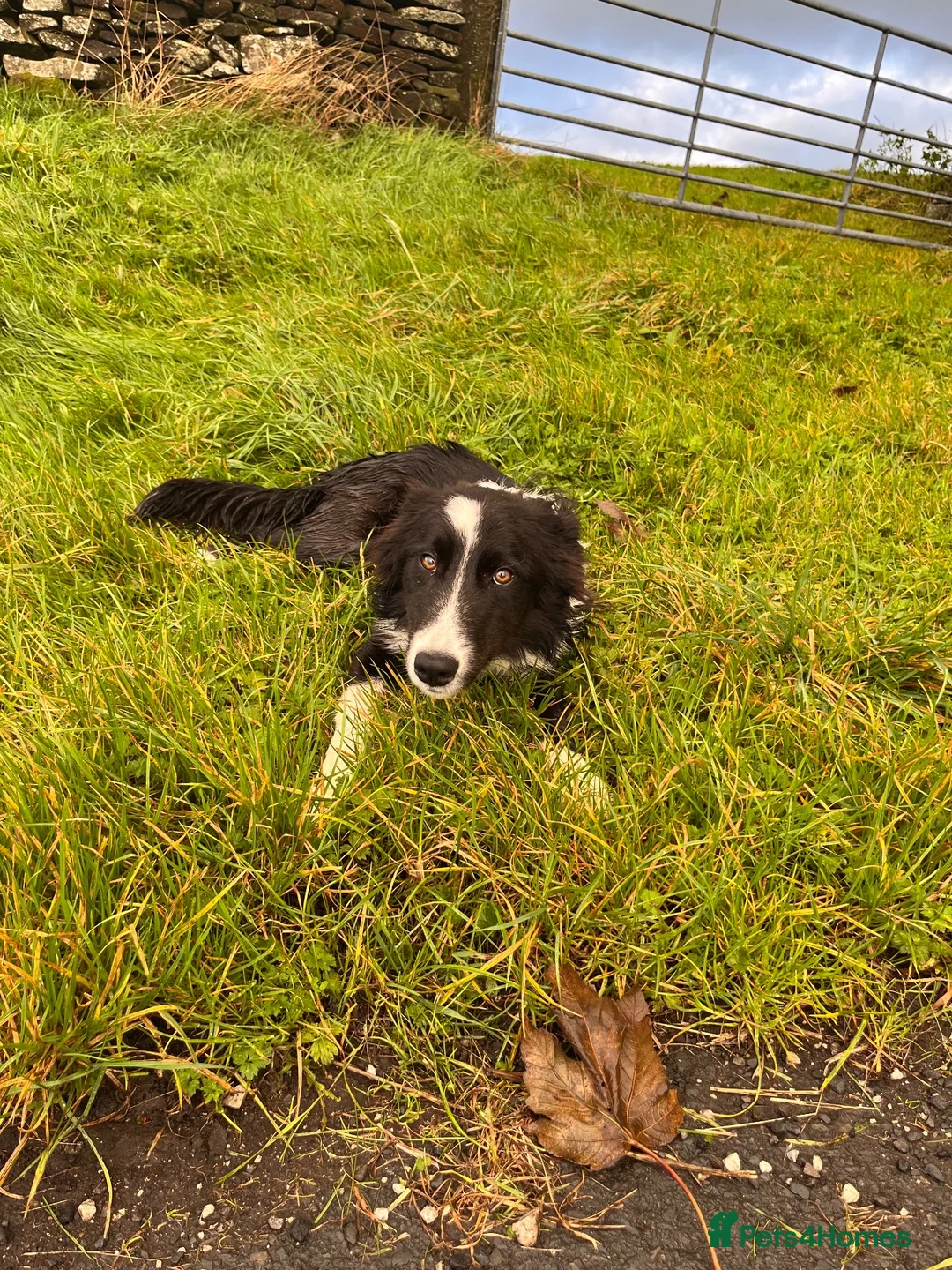 Border Collie dogs for sale: Border collie  - Advert 8