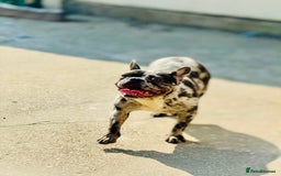 French Bulldog dogs for sale: French bulldogs - Image 38