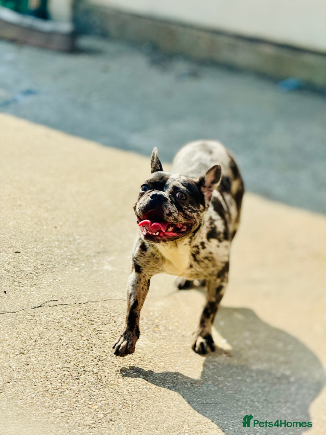 French Bulldog dogs for sale: French bulldogs - Image 38