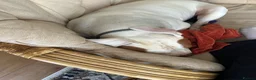 American Bulldog dogs for stud: Frank  in Bolton - Advert 8
