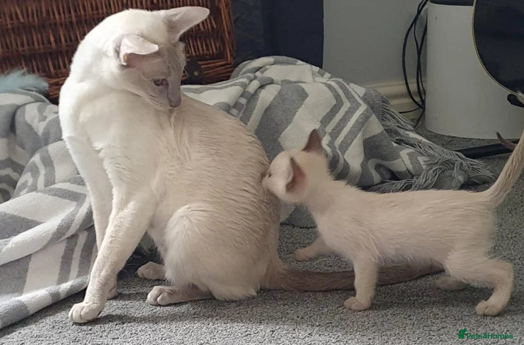 Burmese cats for sale: Chocolate mink Generation Pedigree Tonkinese  - Image 10