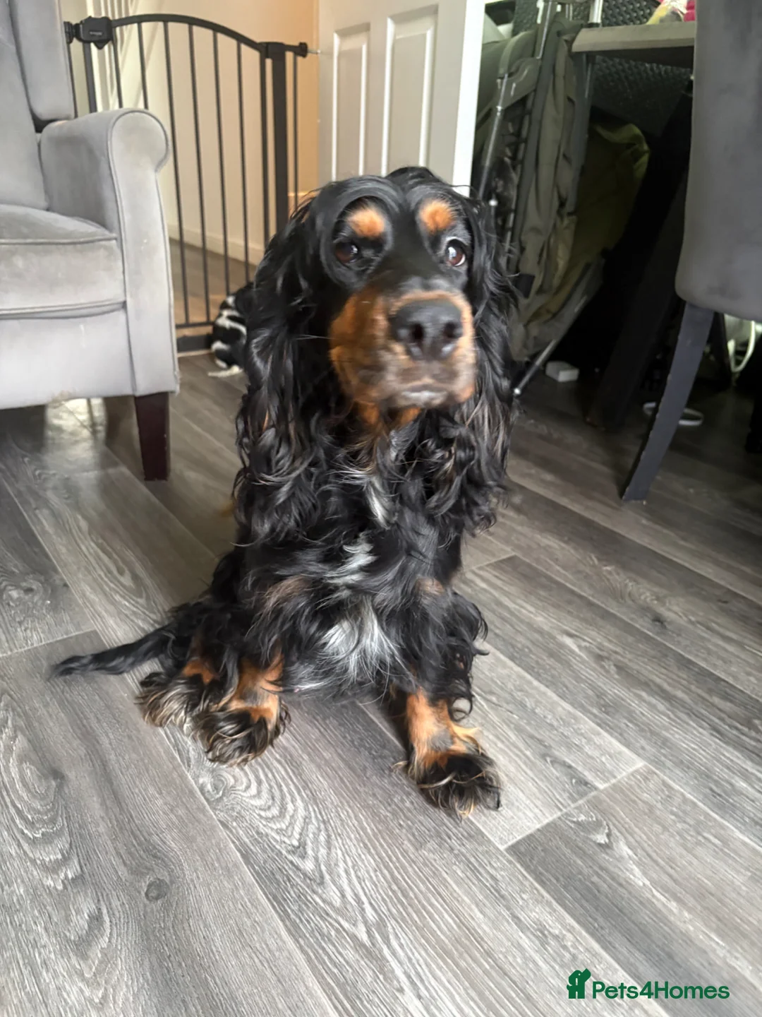 Cocker Spaniel dogs for sale: ⭐ STUNNING SHOW TYPE COCKERS ⭐  - Advert 2