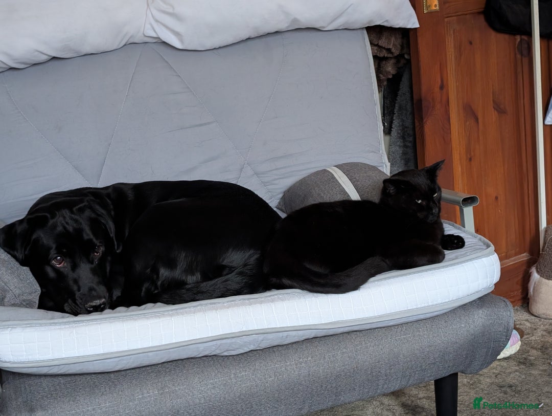 Borador dogs for sale: Labrador cross collie  - Image 3