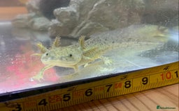Axolotl reptiles for sale: Nicely grown on Axolotls mixed colours - Image 7