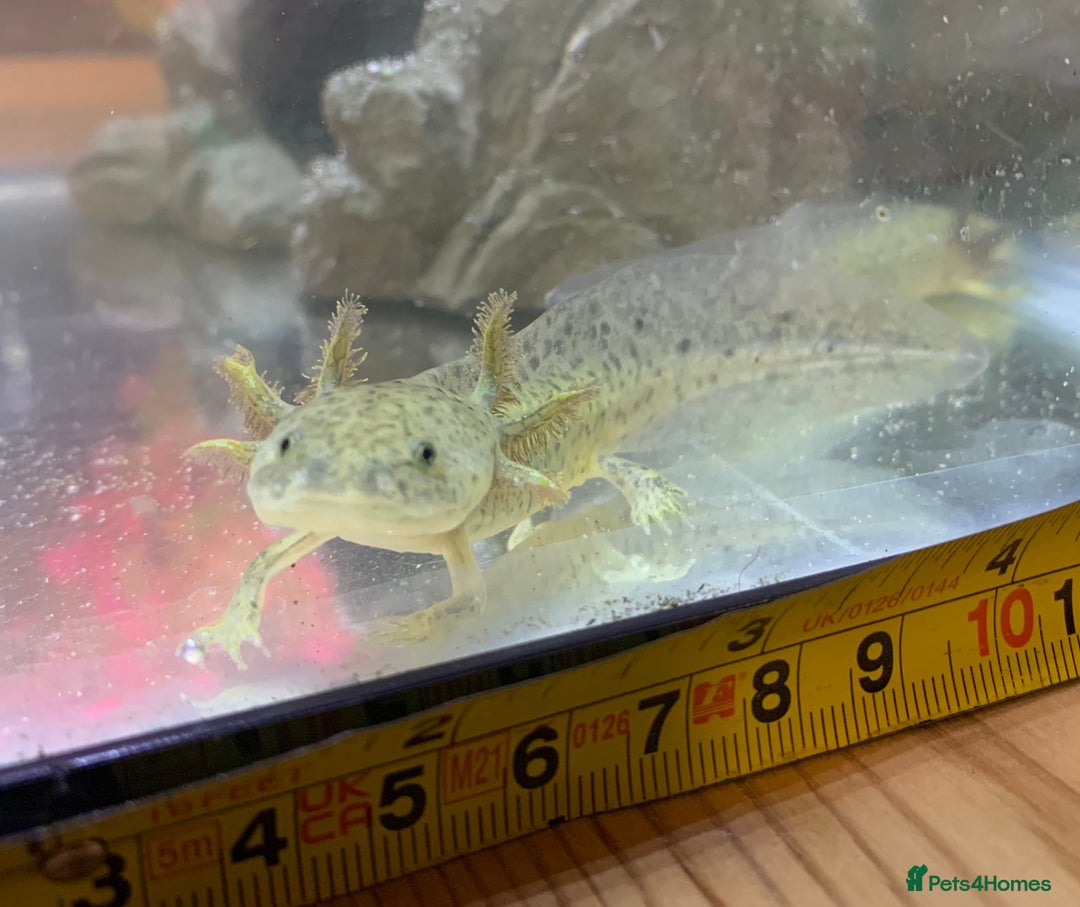 Axolotl reptiles for sale: Nicely grown on Axolotls mixed colours - Image 7