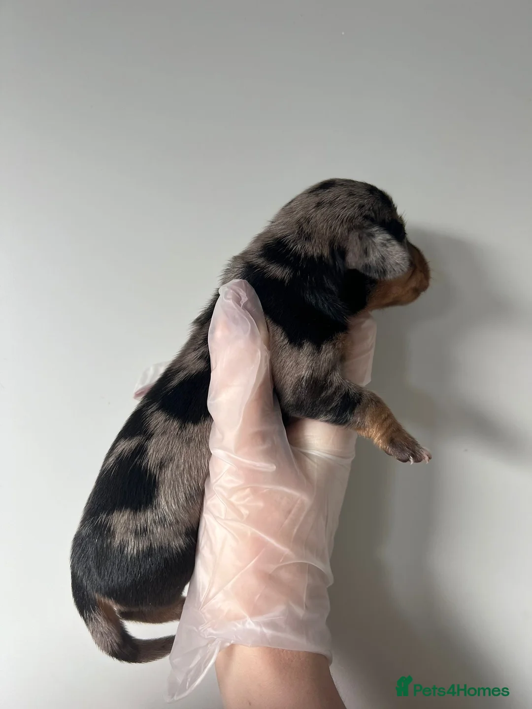 Miniature Dachshund dogs for sale: Beautiful KC Registered Minature Dachshunds  in Portsmouth - Advert 19