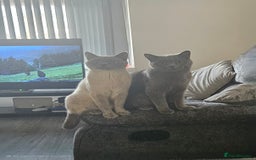 British Shorthair cats for sale: British Shorthair Cats for sale - Image 10
