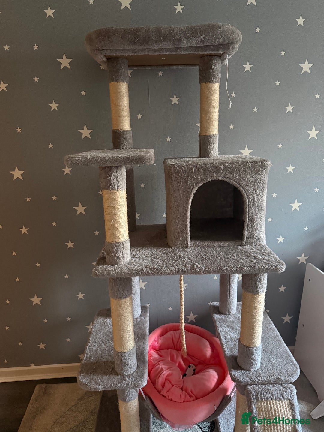 British Shorthair cats for sale: For sale British Shorthair  - Advert 4