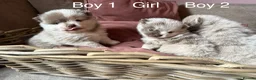 Pomeranian dogs for sale: Lilac Merle Babies - Petite, Quality, Teddy Pups - Advert 4