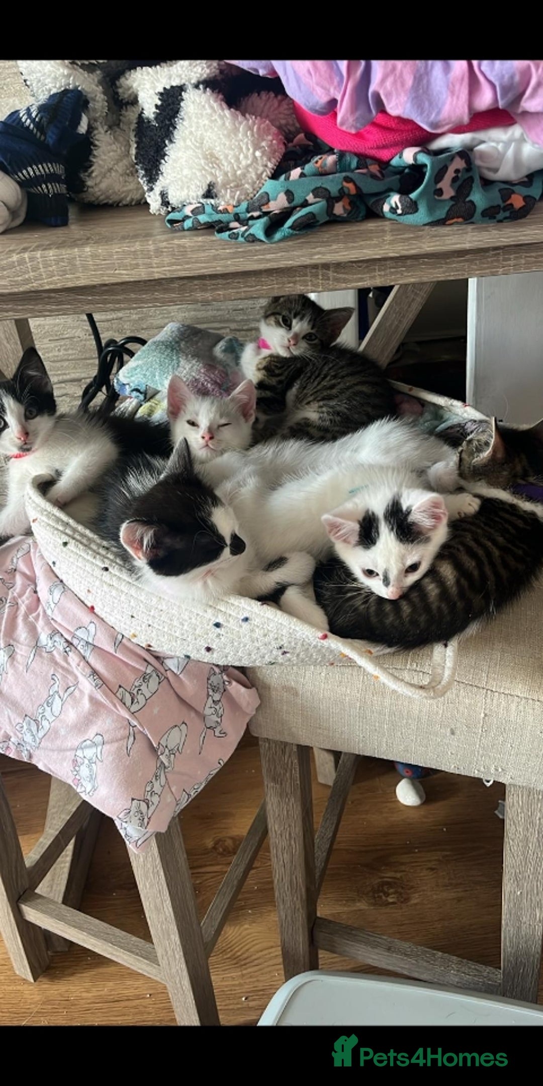 Mixed Breed cats for sale: 6 beautiful kittens - Image 3