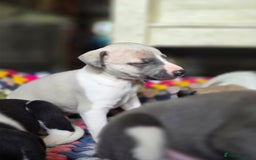 Whippet dogs for sale: Kc reg whippet litter.  male & female available - Image 25