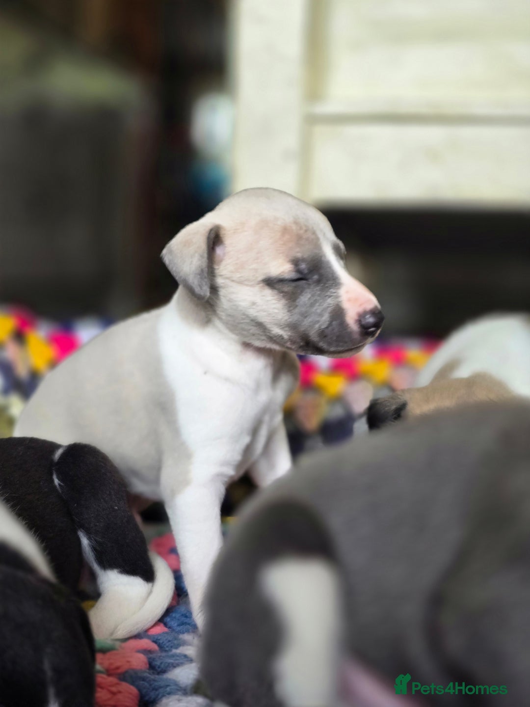 Whippet dogs for sale: Kc reg whippet litter.  male & female available - Image 25