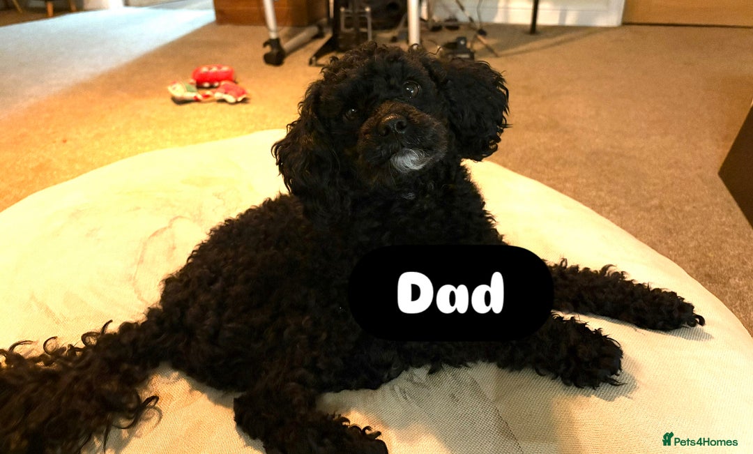 Cavapoo dogs for sale: 2 adorable male Cavapoo Puppies ! 🐾 - Image 6
