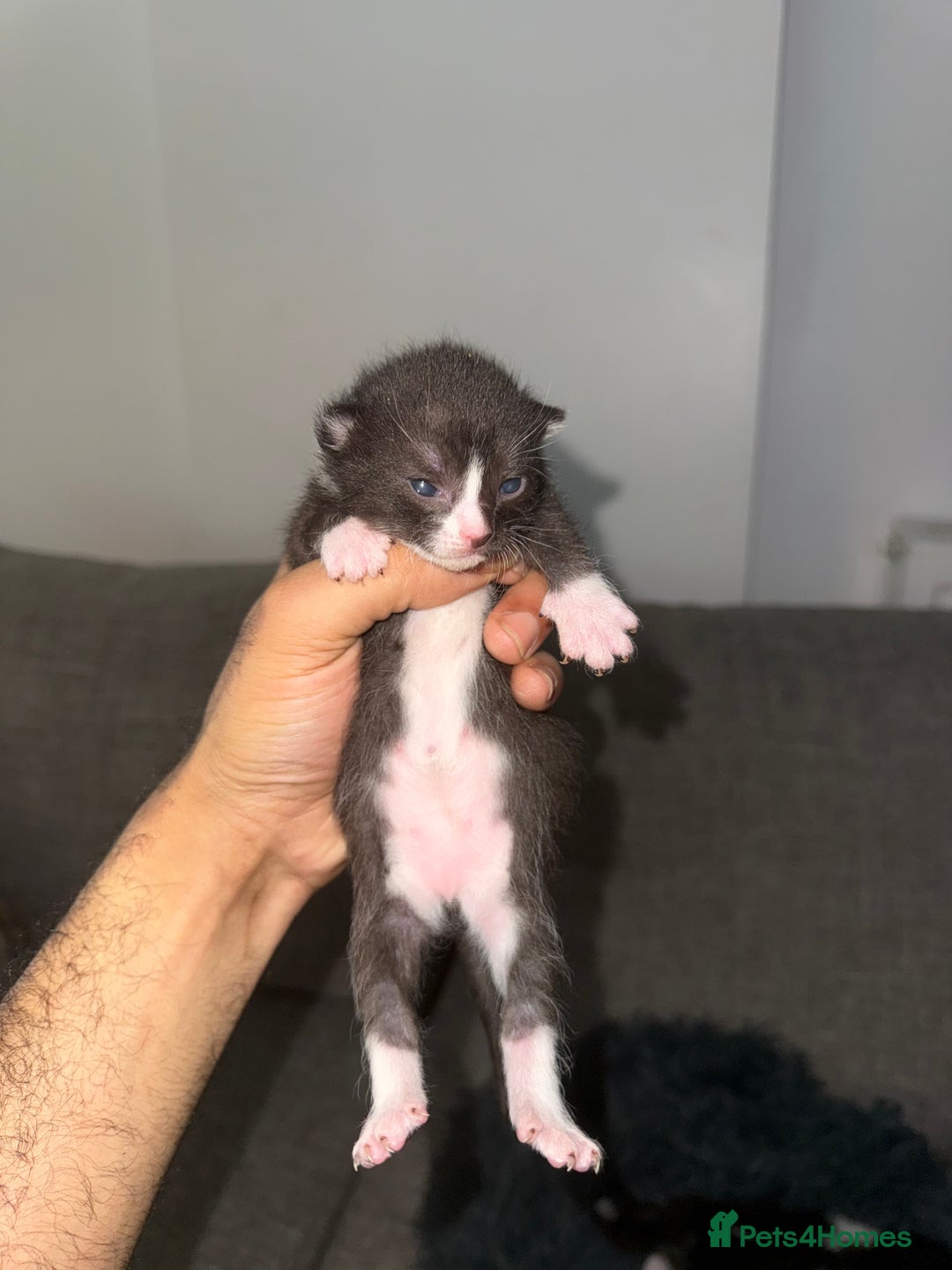 Sphynx cats for sale: Sphynx Variant (Tuxedo) Mix - Advert 4