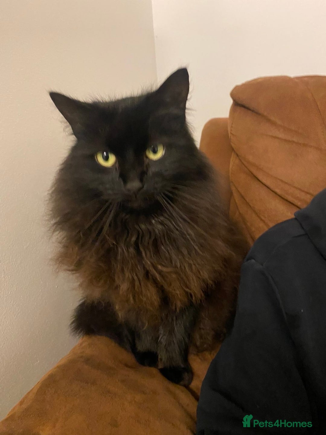 Maine Coon cats for sale: Black maincoon  - Advert 3