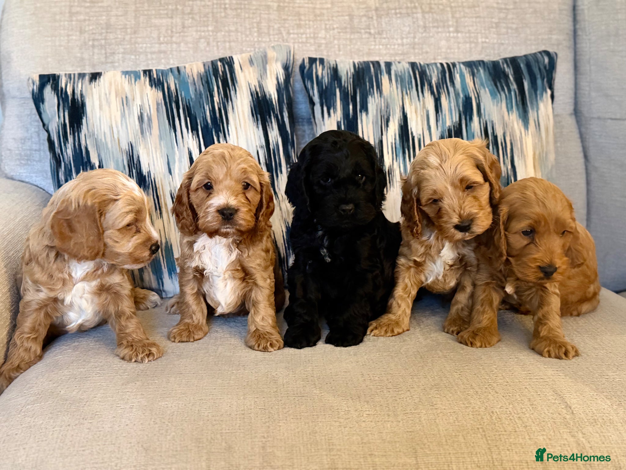 Cockapoo dogs F1 show line cockapoo puppies - Advert 8