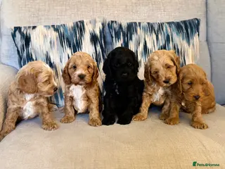 Cockapoo dogs F1 show line cockapoo puppies - Advert 8