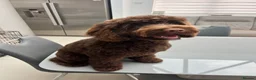 Cockapoo dogs for stud: Stud available for right dogs only  - Advert 4