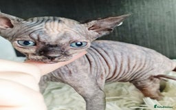 Sphynx cats for sale: Baby sphynx ready for reservation  - Image 13