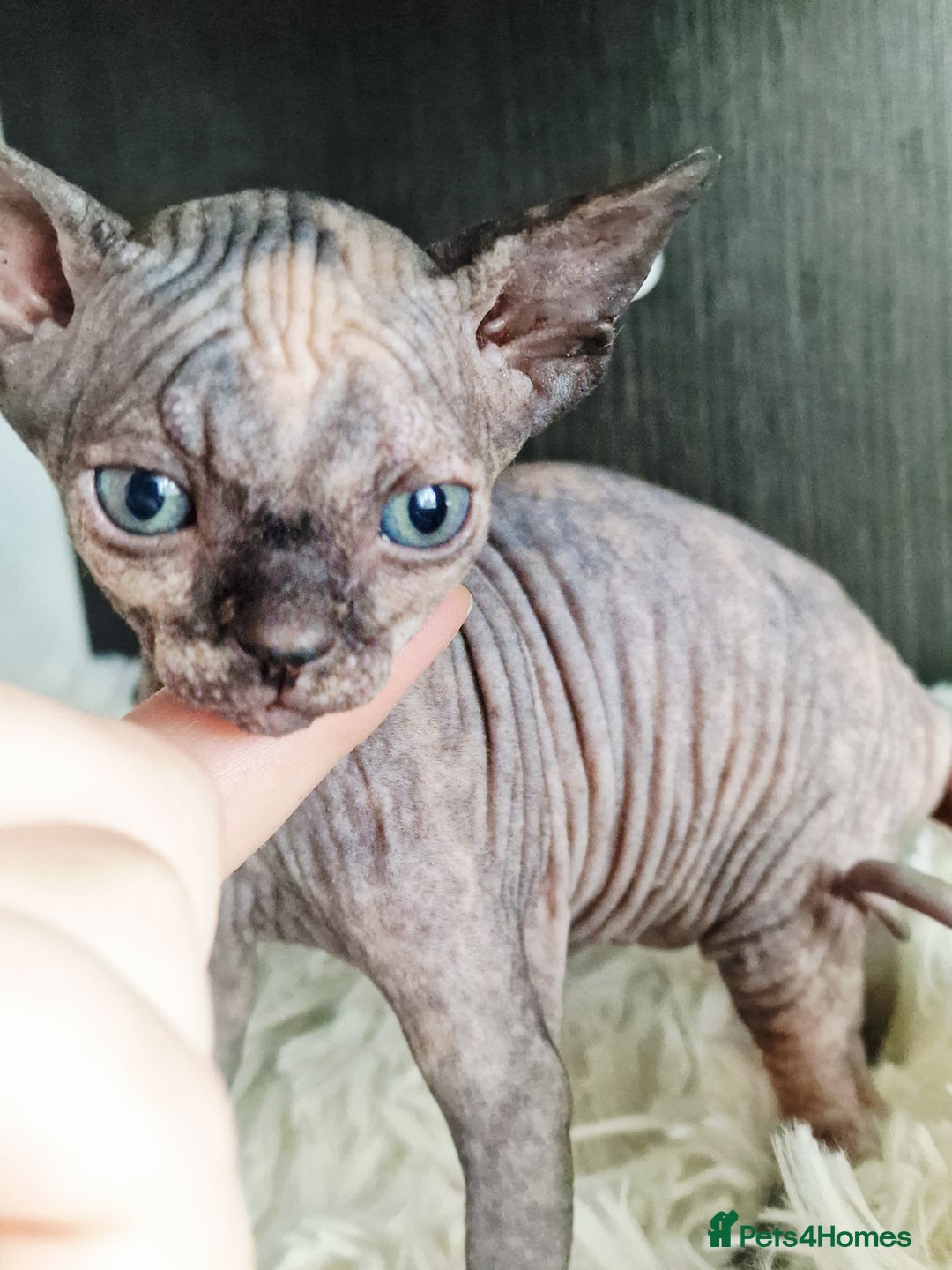 Sphynx cats for sale: Baby sphynx ready for reservation  - Image 13