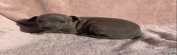 Italian Greyhound dogs for sale: KC Italian greyhound puppies European lineage - Advert 36