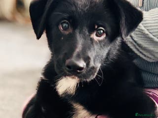 Mixed Breed dogs 🐾 Beautiful Shollie Pups - Ready Now 🐾 - Advert 12